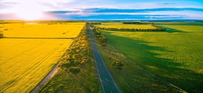 Vast yellow canola field under a blue sky.