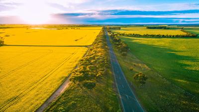 Vast yellow canola field under a blue sky.