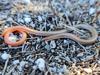Mallee Worm-Lizard, brown and slender, on sandy ground.