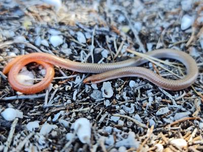 Mallee Worm-Lizard, brown and slender, on sandy ground.