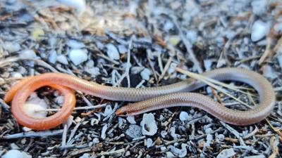 Mallee Worm-Lizard, brown and slender, on sandy ground.