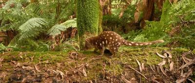 Quoll on log, spotted fur, focused gaze, forest background.