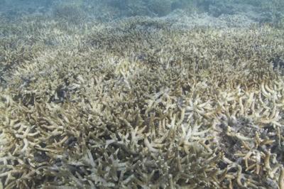 Header image: Bleached coral reef, underwater scene, Xanthe Rivett.
