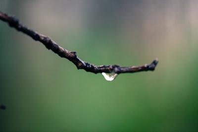 Water dripping from leaves in a forest.