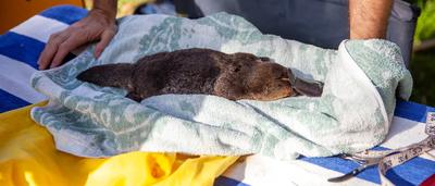 Platy Project SE Qld photos