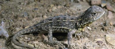 Earless dragon lizard on grassland, facing left.
