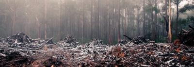 Header image: Logging truck in forest, nature risk assessment graphic.
