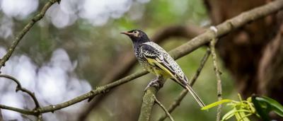 Regent Honeyeater bird perched on a branch, black and yellow plumage.