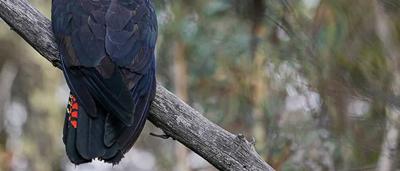 Black glossy cockatoo perched on a branch, vibrant feathers, eye detail.