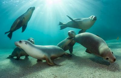 Header image: Australian landscape, mountains, blue sky, clouds.