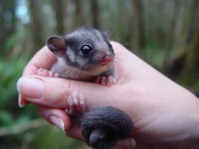Leadbeater's Possum, small, grey, arboreal mammal clinging to tree branch, nocturnal.