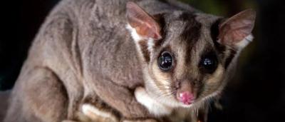 Possum on a tree branch, daytime, outdoors.