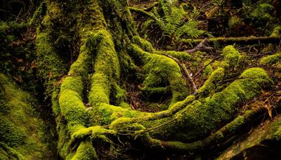 Header image: Nelson River moss, post-win.