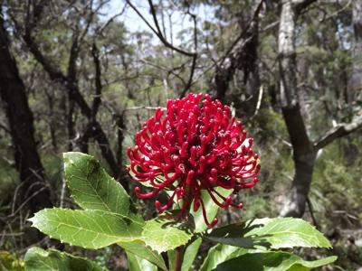 Waratah flowers in Gibraltar Range National Park, NSW, Australia.