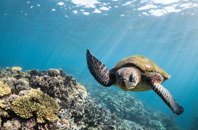 Sea turtle swimming near colorful coral reef, Ningaloo.