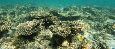 Coral reef with diverse marine life, including fish and coral formations. Underwater view.