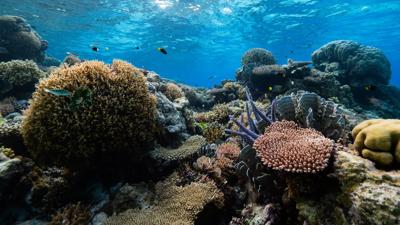 Save Scott Reef media trip