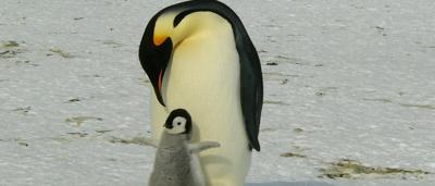 Penguins on snow, black and white, Antarctic landscape.