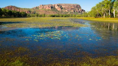 A lush green forest canopy, sunlight filtering through the leaves.