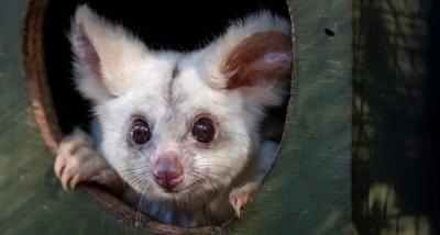 Greater glider in a tree, large eyes, fluffy fur, nocturnal marsupial.
