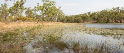 Savannah landscape, acacia trees, open grassland, blue sky.