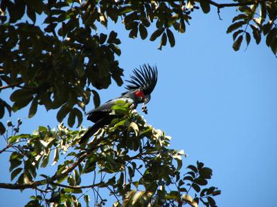 Palm Cockatoo perched on a branch, dark feathers, red cheek patch, Andrew Picone.