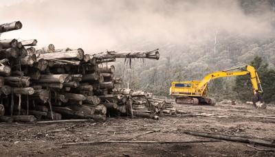 Logging truck on a forest road, trees in background, sunny day.