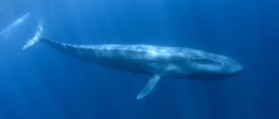 Pygmy blue whale surfacing, dark blue ocean, sunlight, blog image.