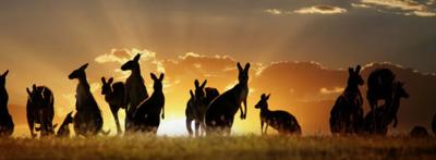 Sunny Roos logo on a blue background, with text "Sunny Roos" and a sun graphic.