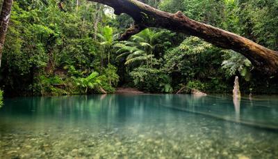Rainforest canopy, lush green foliage, sunlight filtering through leaves.