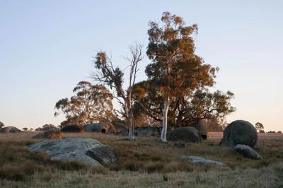 Platypus in water, Lana Station, NSW.