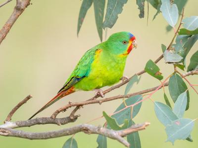 Swift Parrot in flight, green and red plumage, blurred background.