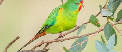 Swift Parrot in flight, green and red plumage, blurred background.