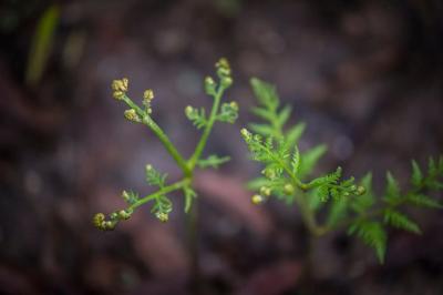 Fern leaves, small, green, close-up.