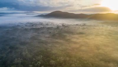 Cape York rainforest header image. Lush green canopy, vibrant foliage, bright sunlight.