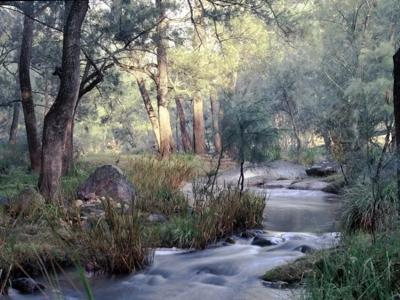 Woman in a white shirt, smiling, looking at the camera, outdoors, trees in background.