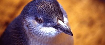 Penguins on snow, some standing, others grouped. Antarctic landscape.