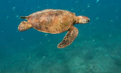 Sea turtle, Xanthi, swimming in water.