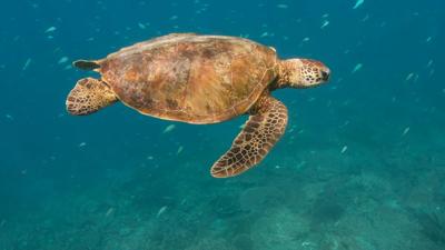 Sea turtle, Xanthi, swimming in water.