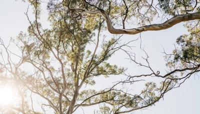 Sunlit tree canopy, green leaves, bright sunlight filtering through.