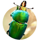 Iridescent green beetle on a leaf, close-up.