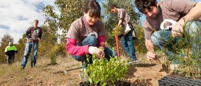 Landcare planting event: people planting trees, sunny day.