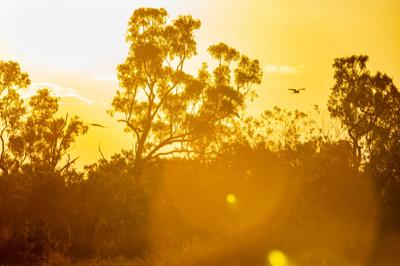 202607259 Gudanji Country NT ACF-266