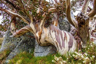 Snow gum tree in Snowy Mountains, snow-covered landscape.