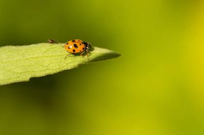 Green canopy of trees, sunlight filtering through leaves.