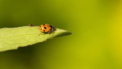 Green canopy of trees, sunlight filtering through leaves.