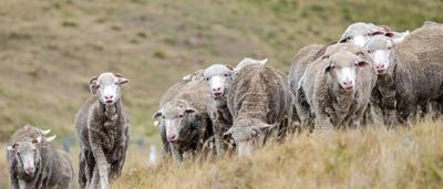 Baynton, VIC: Rural landscape with rolling hills, green fields, and a few trees under a blue sky.