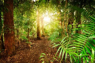 Australian rainforest canopy, Tamborine Mountain, Queensland. Lush green foliage, sunlight filtering through.
