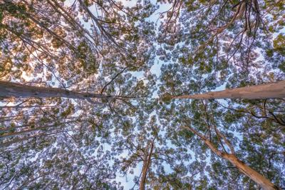 Green tree foliage, Australian landscape, overhead view.