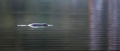 Platypus swimming underwater, dark body, webbed feet visible, blurred background.